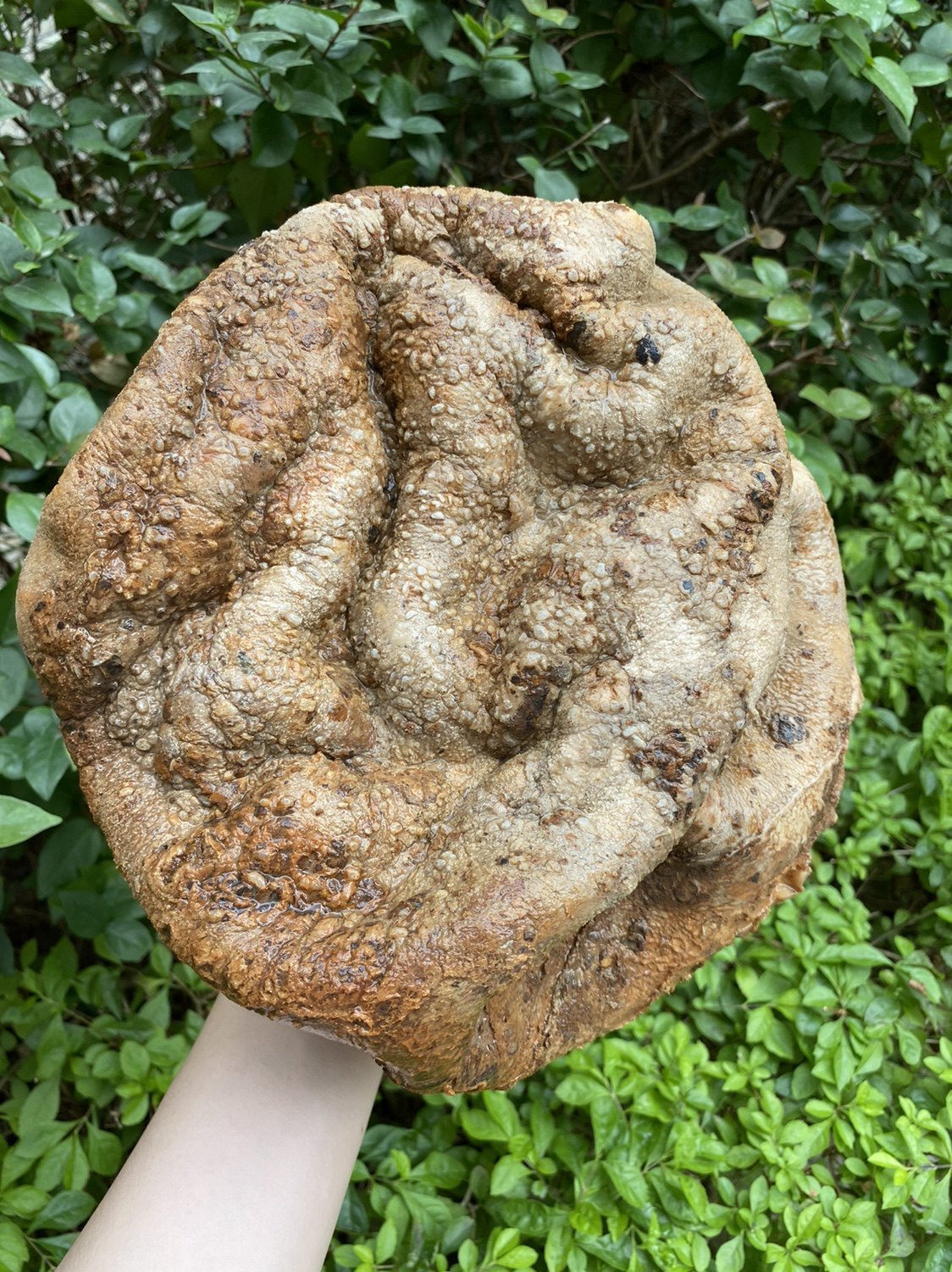 太岁千年精品老太灵芝纯正野生老皮老肉非常灵芝制品