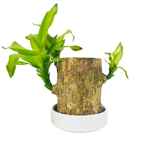 巴西西木带芽格鲁特幸运木客客厅办公室桌摆水养绿植