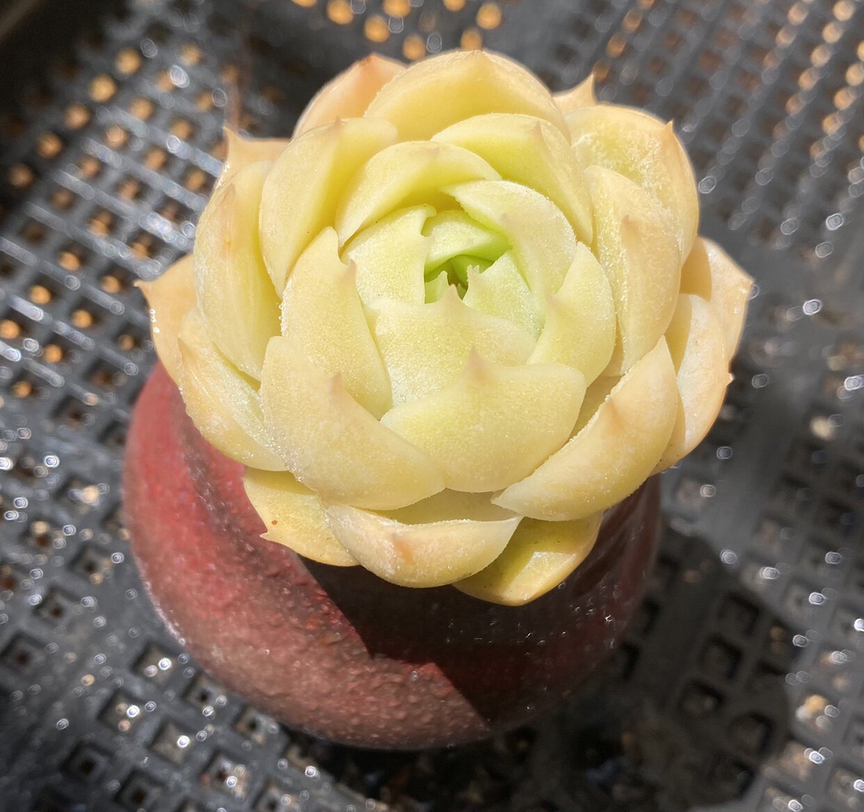 roye可爱年份杆子种植爱萌包子多肉老桩洛小多肉植物