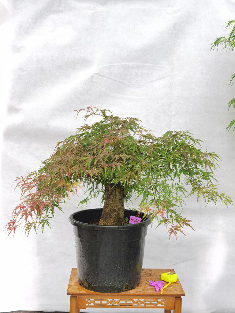 一物一拍日本红枫石榴红羽毛枫树小盆盆栽室内绿植