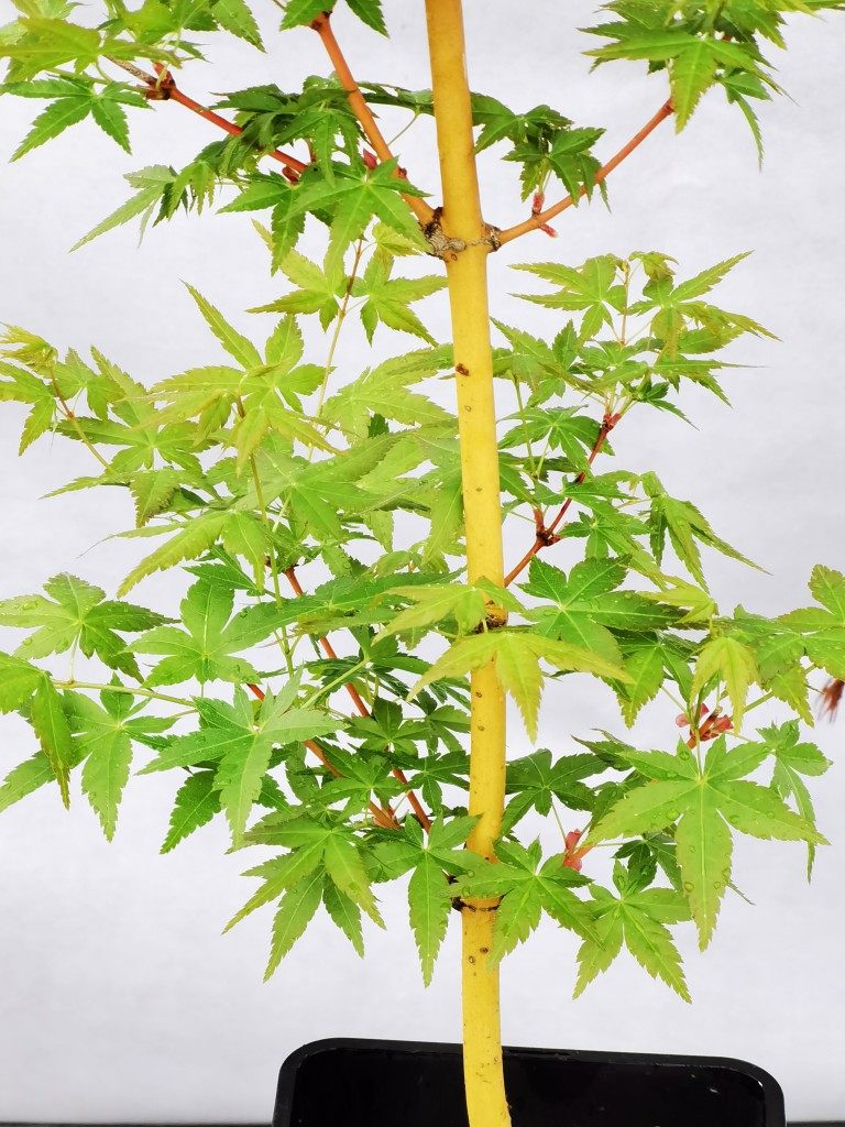 一物枫树观盆栽盆景金枫黄金枫一拍美峰杆枫黄杆金绿植