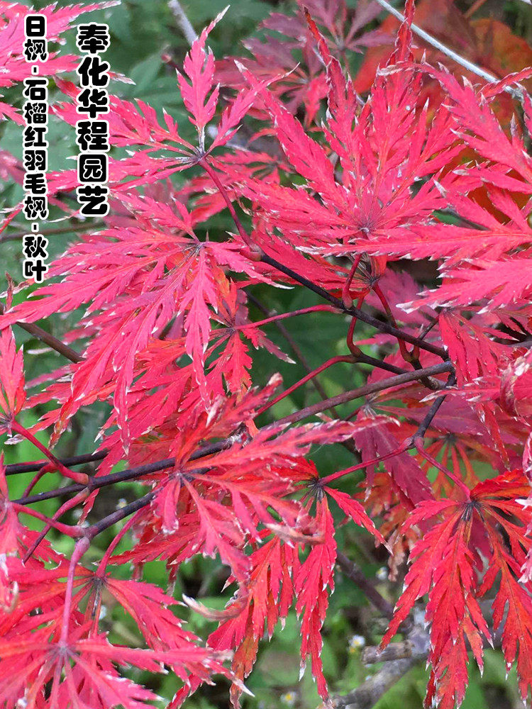 一物一拍日本红枫石榴红羽毛枫树小盆盆栽室内绿植