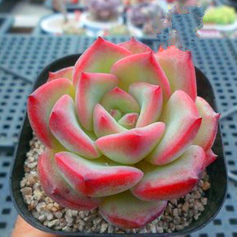 植物双头轰动全场阿玛贝利利多盆栽办公室景观多肉植物