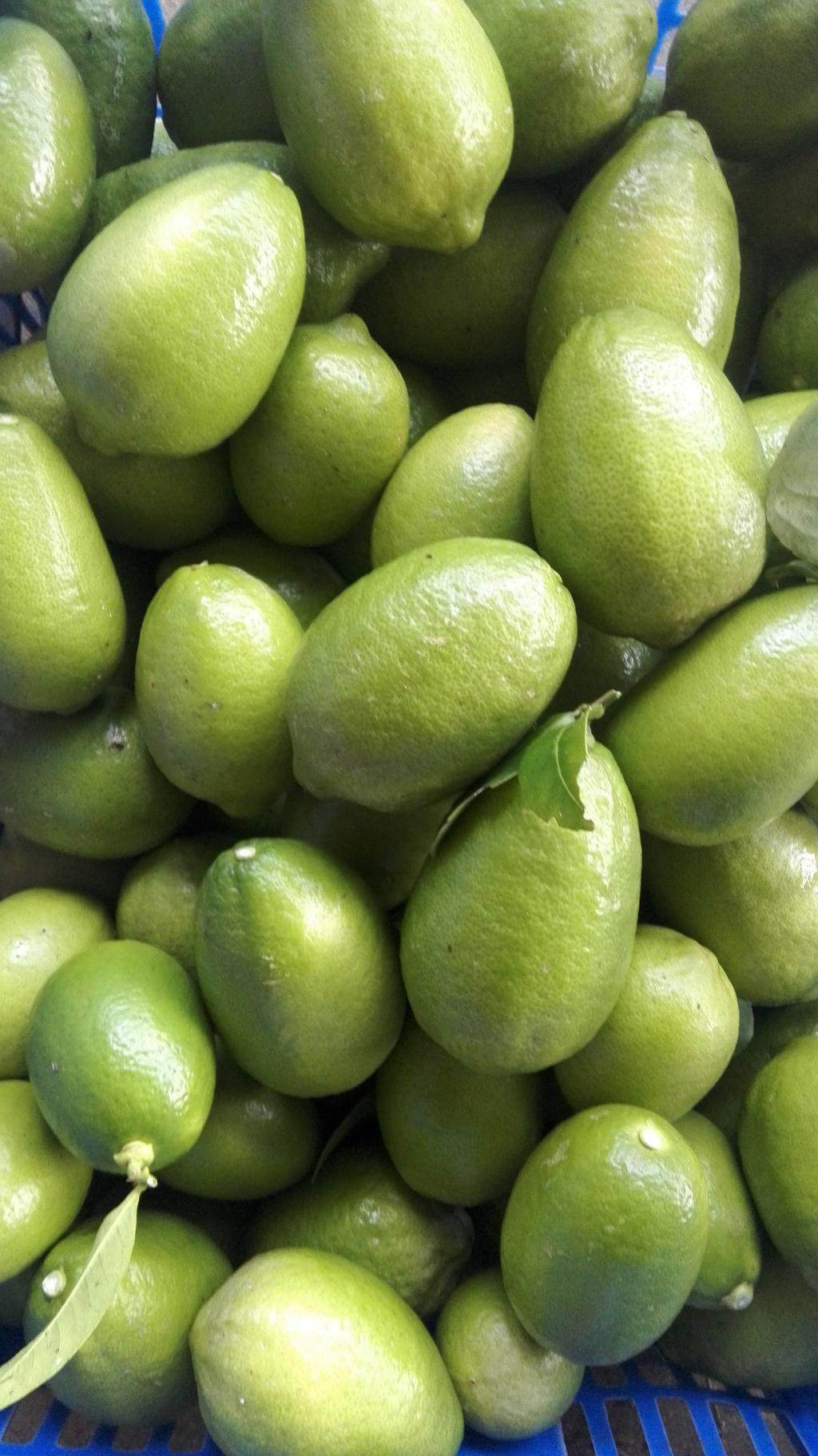 5斤现摘包邮台湾无籽香水柠檬新鲜一级无打蜡pk越南泰国青黄柠檬