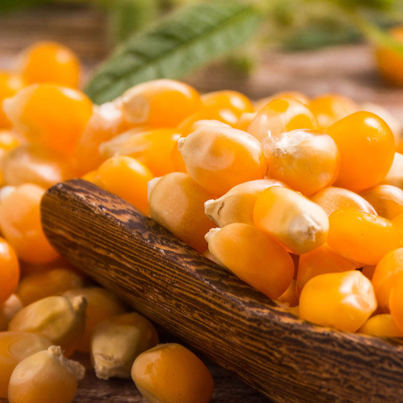 爆米花玉米粒专用球型玉米商用家庭自制球形9斤装玉米