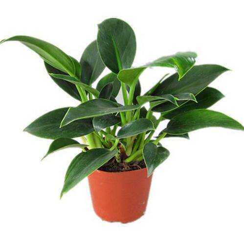 盆栽植物大叶金钻净化空气观叶植物大盆客厅室内四季青时令草本花卉