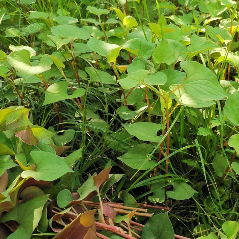 新鲜3斤鱼腥嫩叶现采现发茎叶凉拌叶子成都鱼腥草