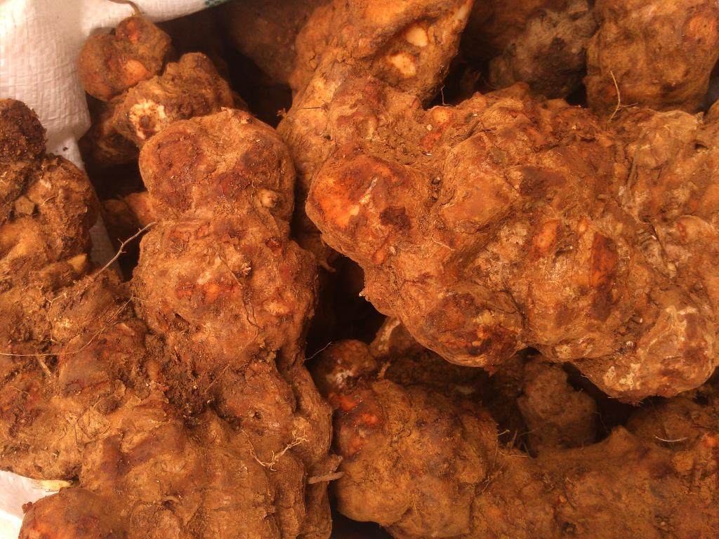 野生新鲜土茯苓 易发霉产品 满 10斤包邮 下单前联系我们 看货