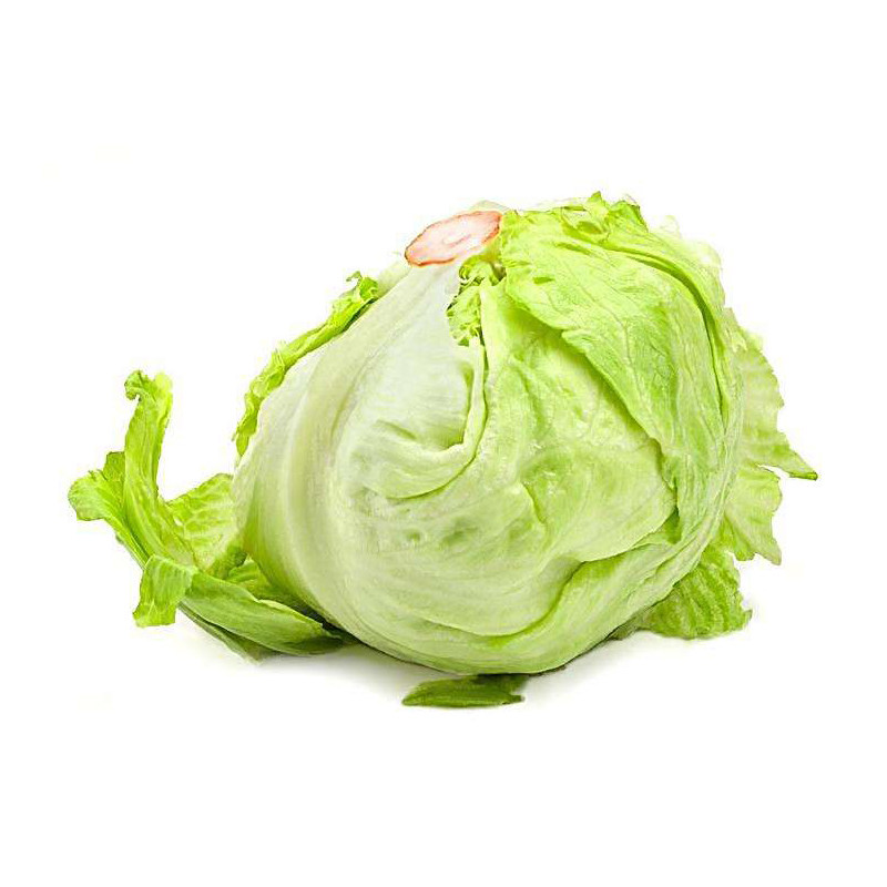 进口紫叶奶油结球直立生菜种子春夏秋四季蔬菜籽阳台盆栽大田孑