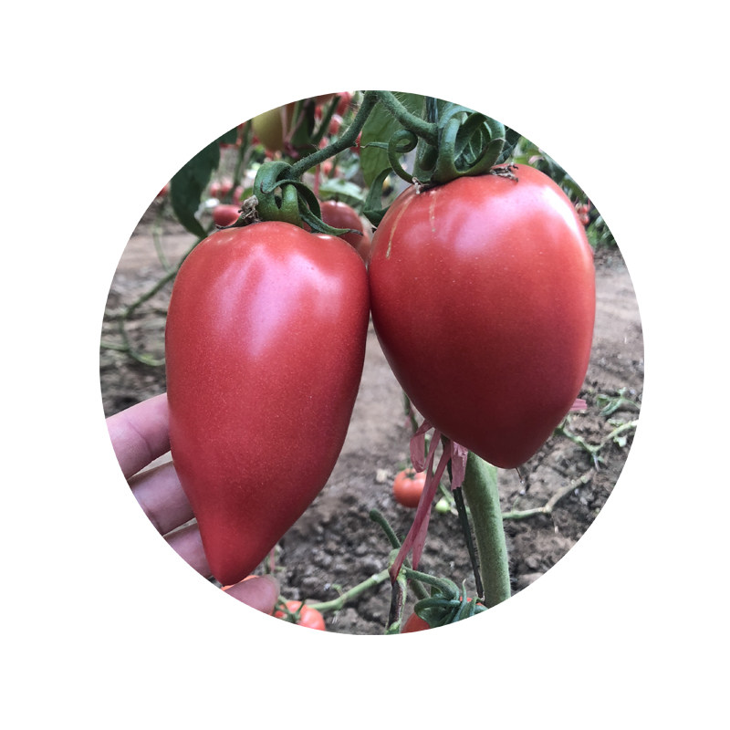 超甜芒果蜜番茄种子 春秋季播水果蔬菜籽 盆栽苗果沙瓤老西红柿孑