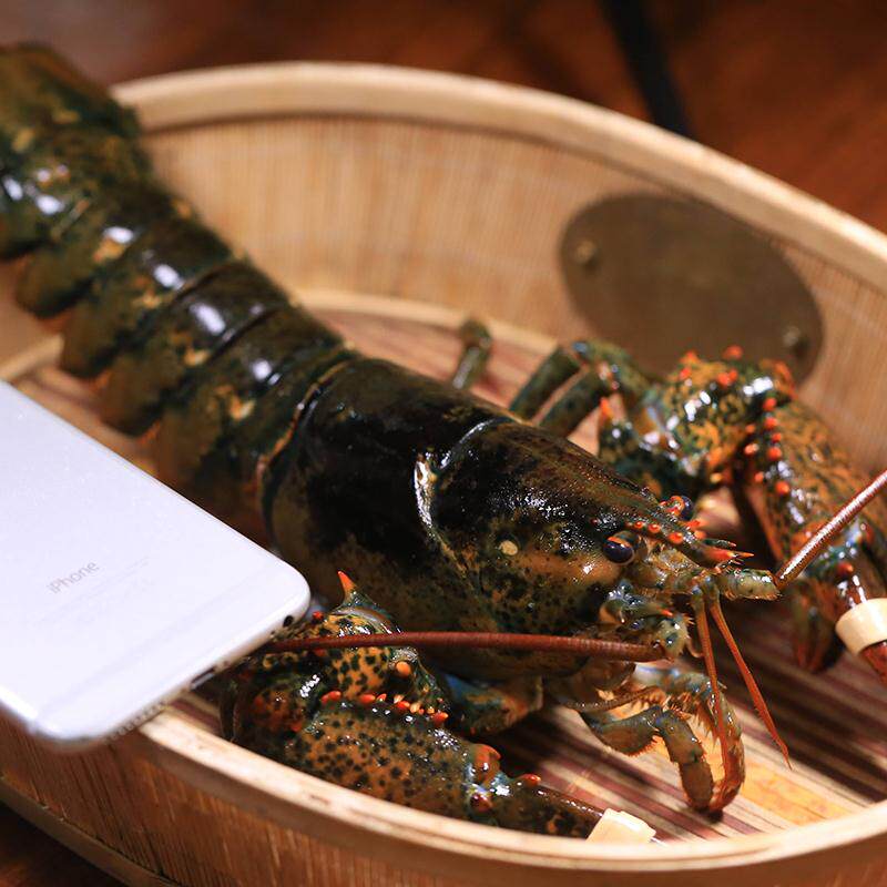凡云生鲜波士顿龙虾鲜活小波龙新鲜1822斤海鲜澳龙大龙虾水产