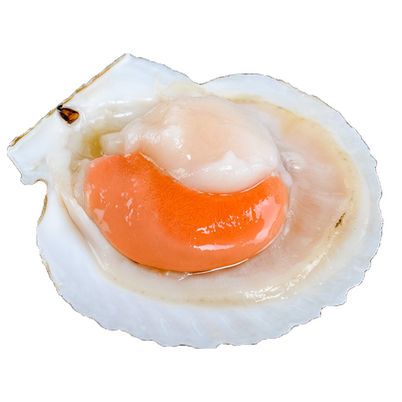 凡云生鲜超大扇贝夏夷贝鲜活刺身3斤大连元贝蒜蓉粉丝贝海鲜水产