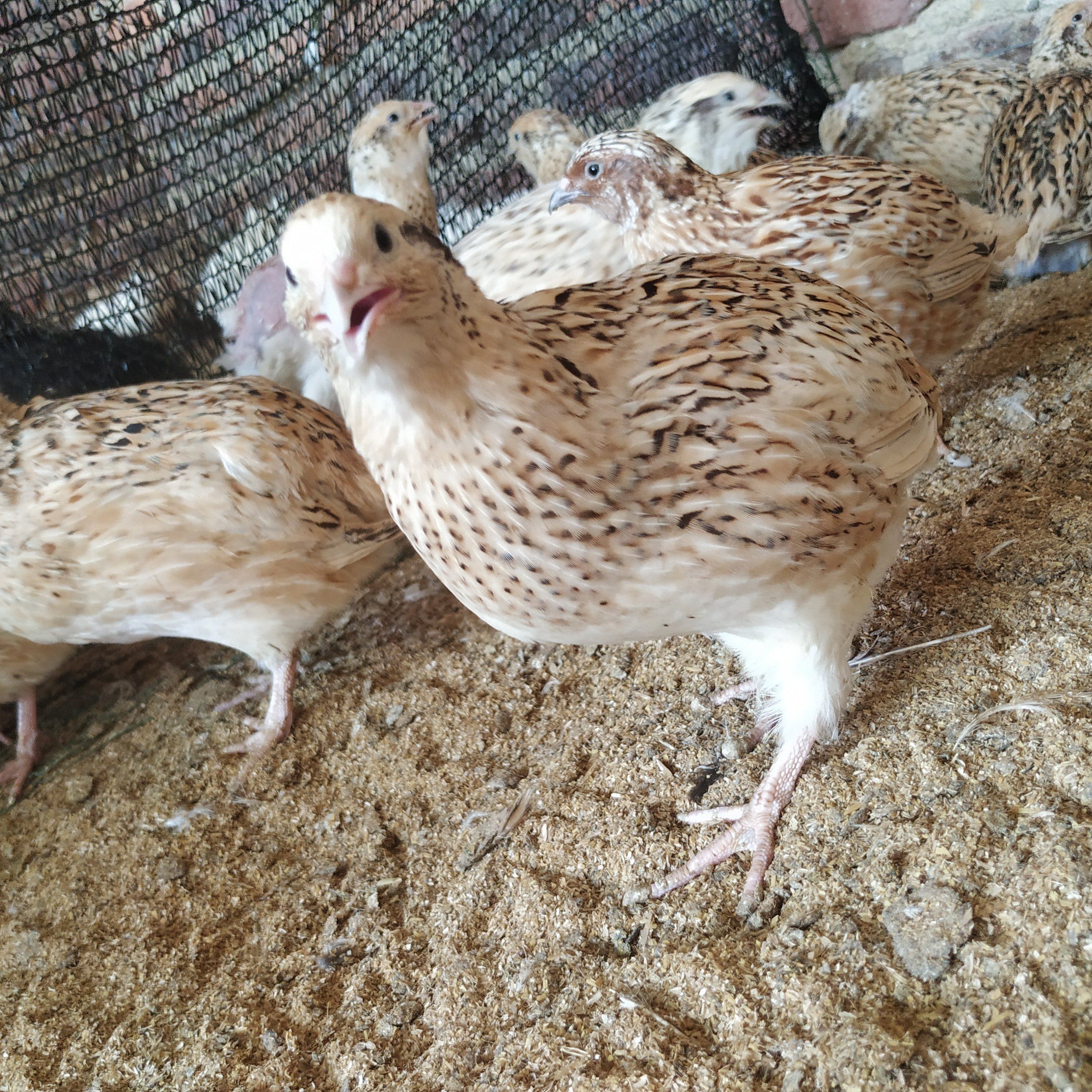 沙维麦脱鹌鹑种蛋 大鹌鹑种蛋可孵化受精蛋 肉鹌鹑种蛋 15粒包邮