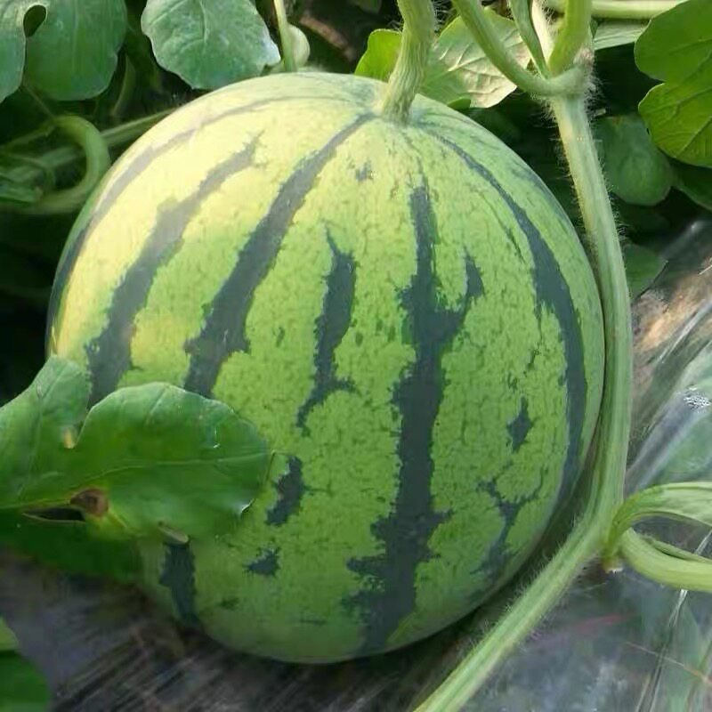 仅限北京闪送6只约23斤蜜童无籽西瓜皮薄汁多脆甜西瓜