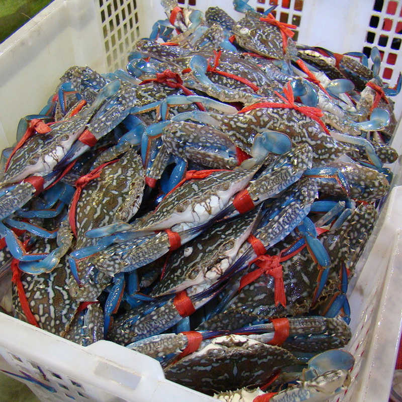 2只每只445两鲜活兰花蟹海南特产水产海鲜满肉海蟹公蟹