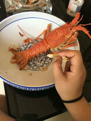 南非龙虾6-7两鲜活龙仔小澳龙刺身进口生猛海鲜活虾