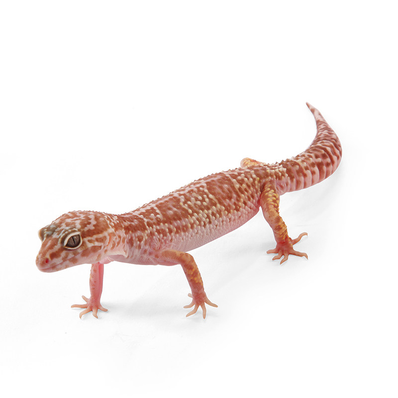 入门爬宠豹纹守宫活体幼体高黄萝卜雪花暴风雪柠檬霜宠物蜥蜴