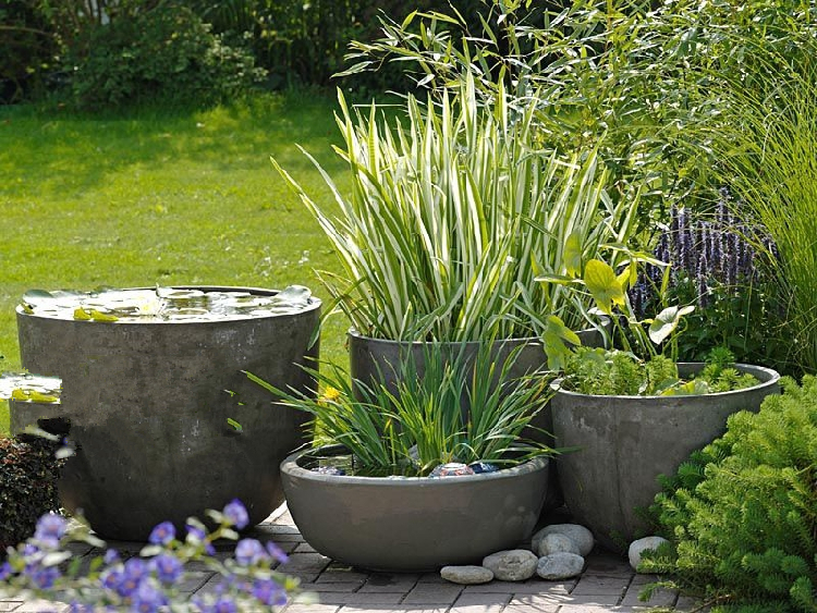 水边沼泽植物花叶玉蝉花菖蒲鸢尾湿地水生景观造景陆生花苗会开花