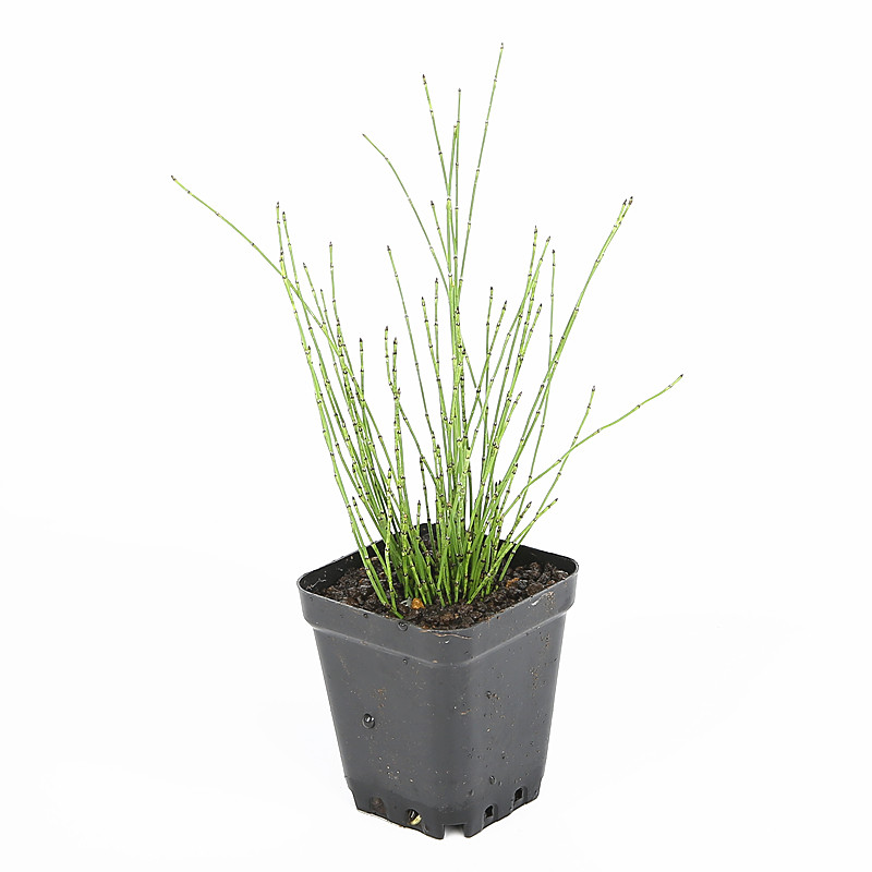 日本引进姬木贼山野草水生水边沼泽挺水水池绿植