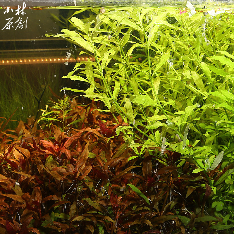 水草活体红丝青叶鱼缸造景入门净水后景粉色水草