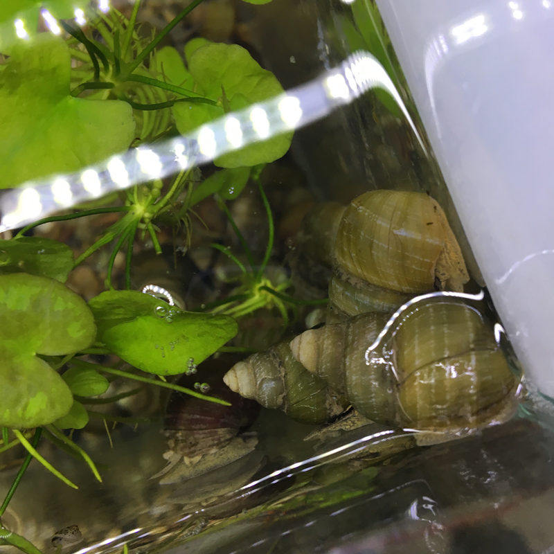 冷水除藻类螺淡水活体大型水草缸吃藻螺原生工具螺观赏螺鱼缸清洁