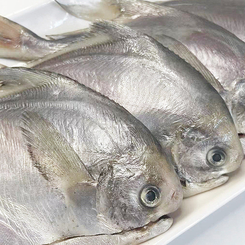 舟山平鱼280g免杀昌鱼东海鲳鱼鲳片鳊鱼冷冻鲳鱼