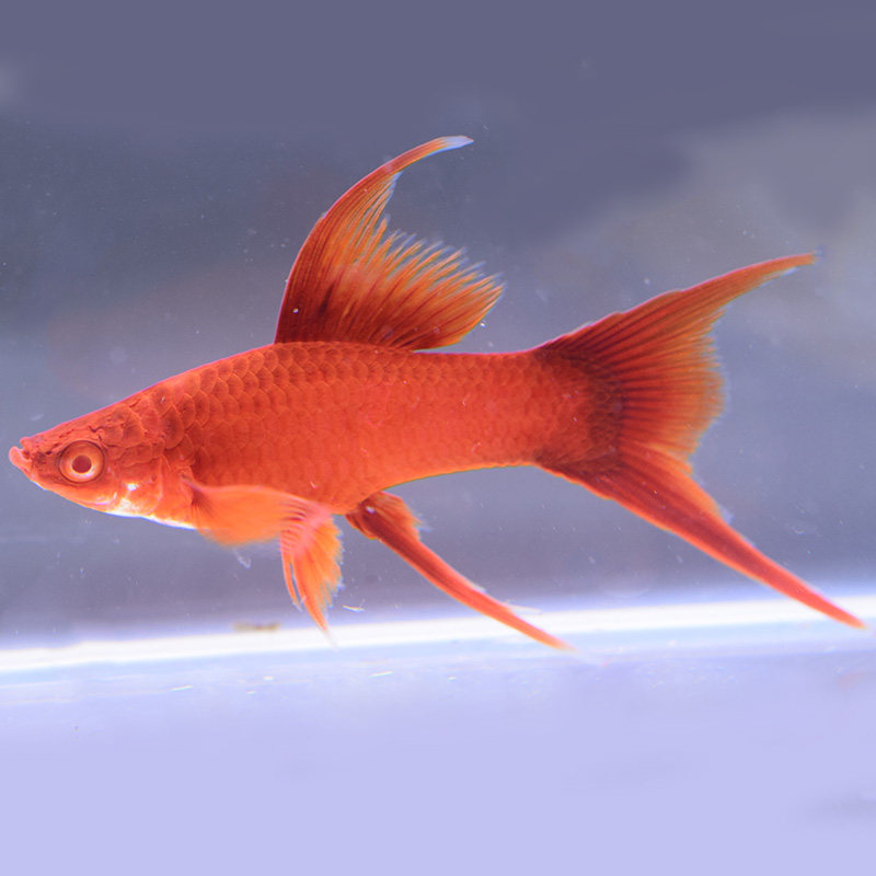 玛丽凤尾燕尾剑鱼箭鱼中小型热带油膜观赏鱼胎生鱼