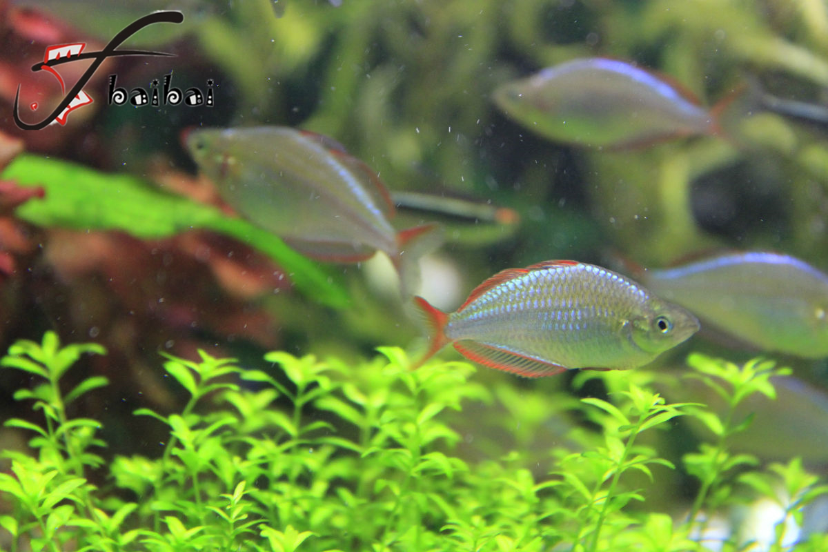 yubaibai电光美人鱼 电光美人 美人鱼 热带鱼 观赏鱼 活体 草缸鱼