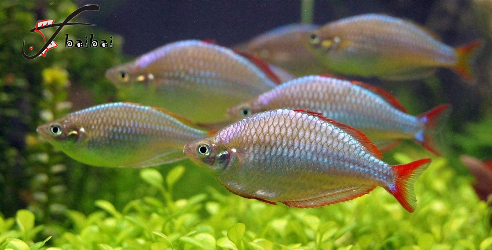 yubaibai电光美人鱼 电光美人 美人鱼 热带鱼 观赏鱼 活体 草缸鱼