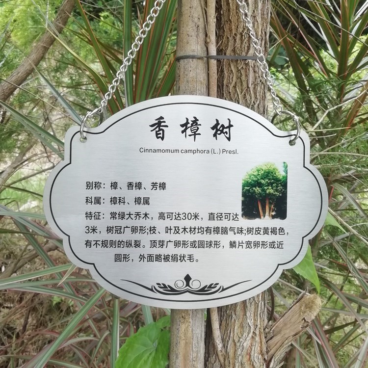 植物标识牌香樟图片