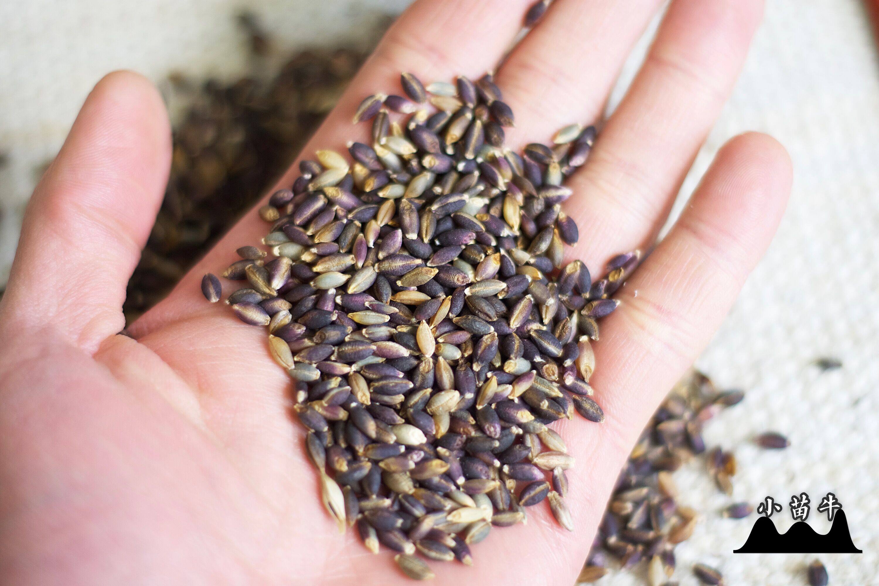 西藏特产 黑青稞米 山南隆子县 高原粗粮/营养健康500克 十斤包邮