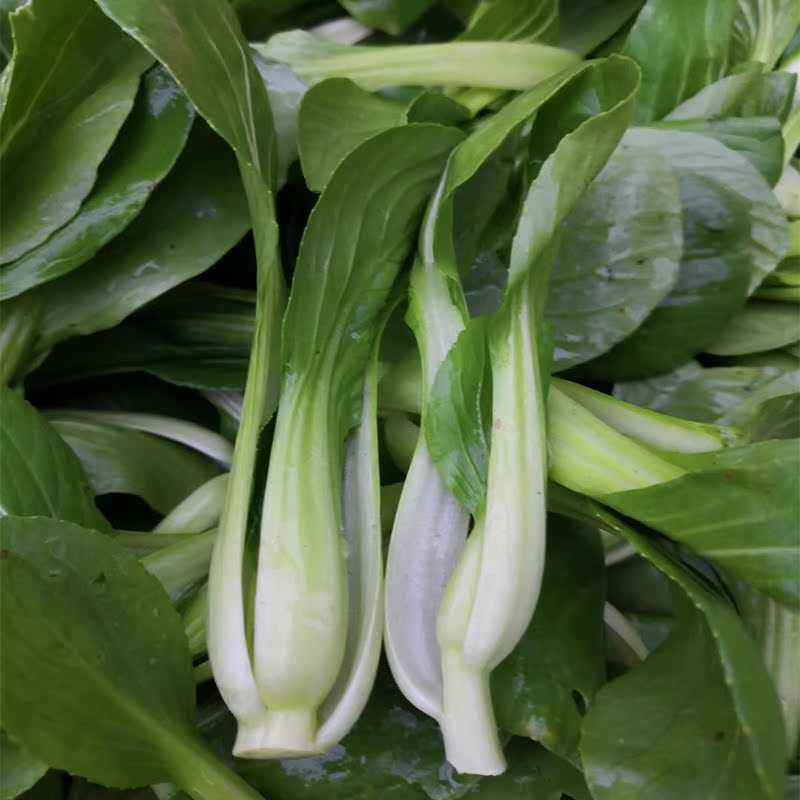 贵州2020农家自种食用新鲜蔬菜小菜秧瓢儿菜现摘现发带箱5斤包邮
