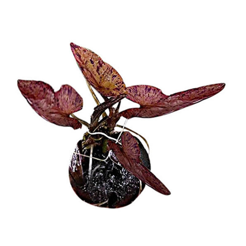 红虎睡莲1株水中中叶中景造景水晶虾用水草