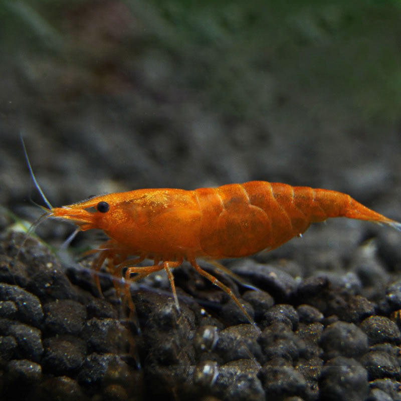 观赏香吉士米虾橘色米宠物活体虾