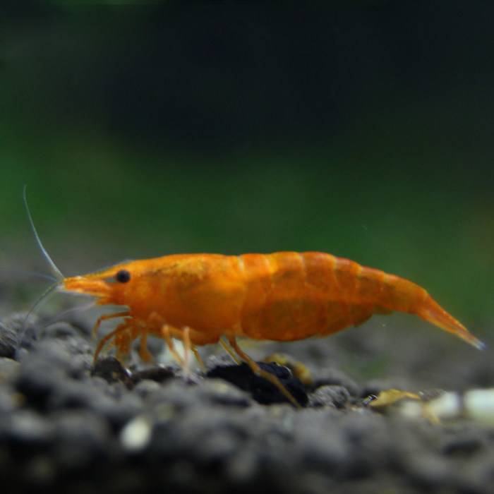 观赏香吉士米虾橘色米宠物活体虾