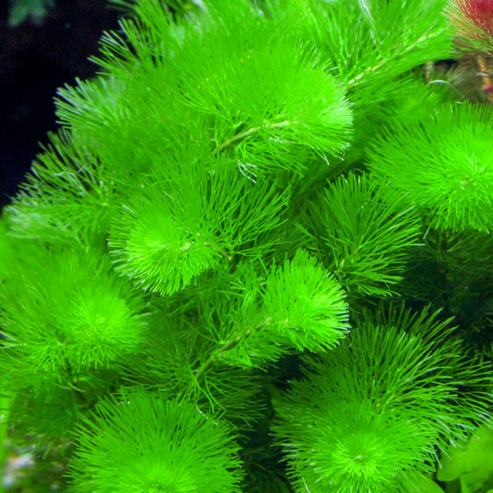 松尾绿菊花 鱼缸中后景水草造景