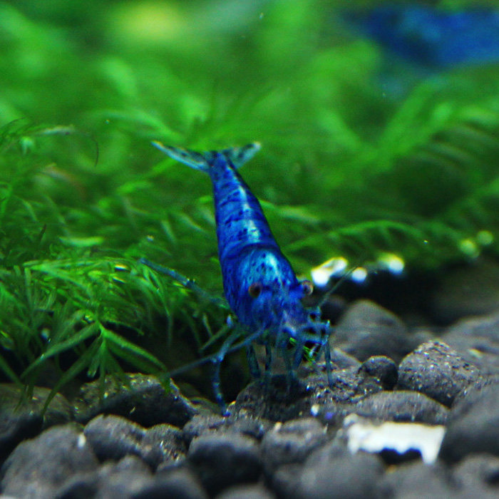 蓝宝石活体观赏虾蓝丝绒升级水晶藻虾混养满额虾