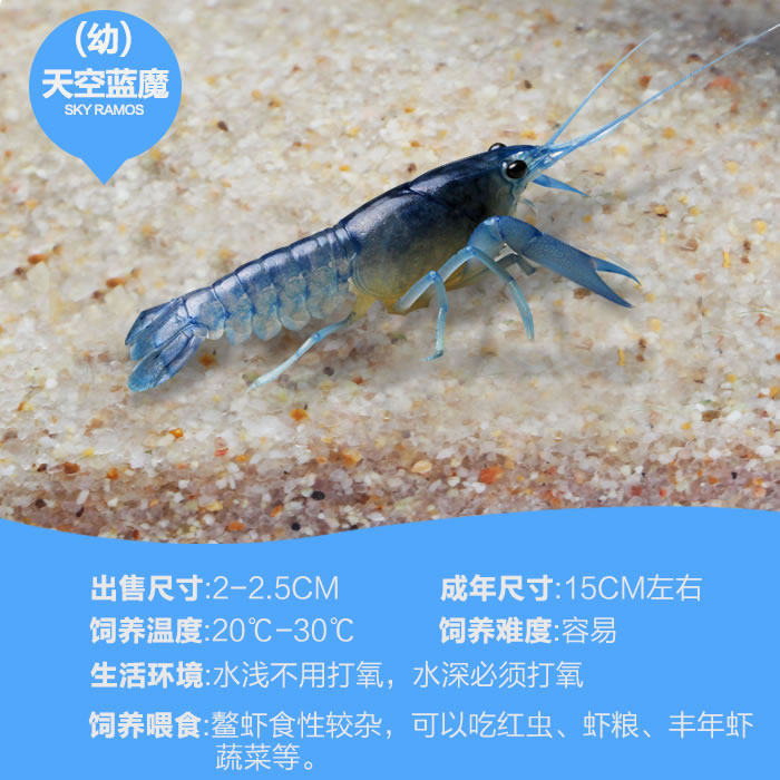 观赏鳌虾淡水活体大型水族宠物好养侏儒蓝色虾