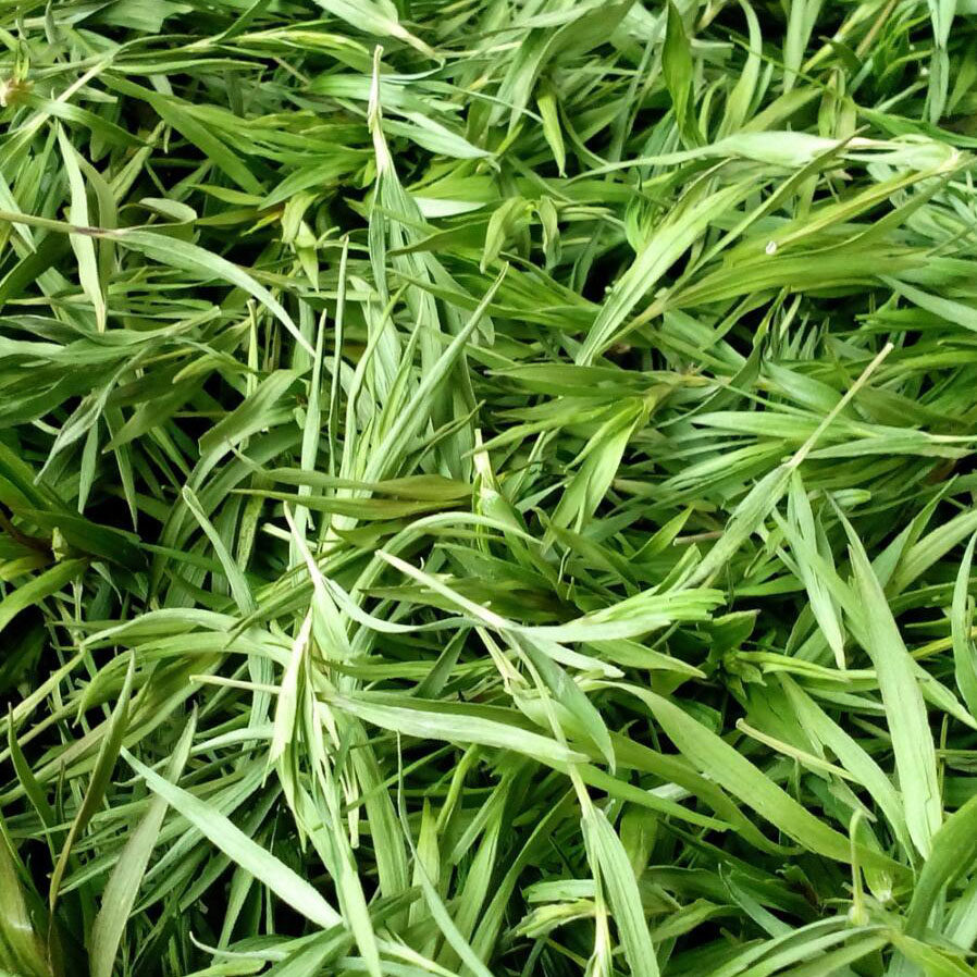 崂山青石竹茶500g包邮石竹青竹叶茶淡竹叶茶散装竹叶茶叶石竹叶