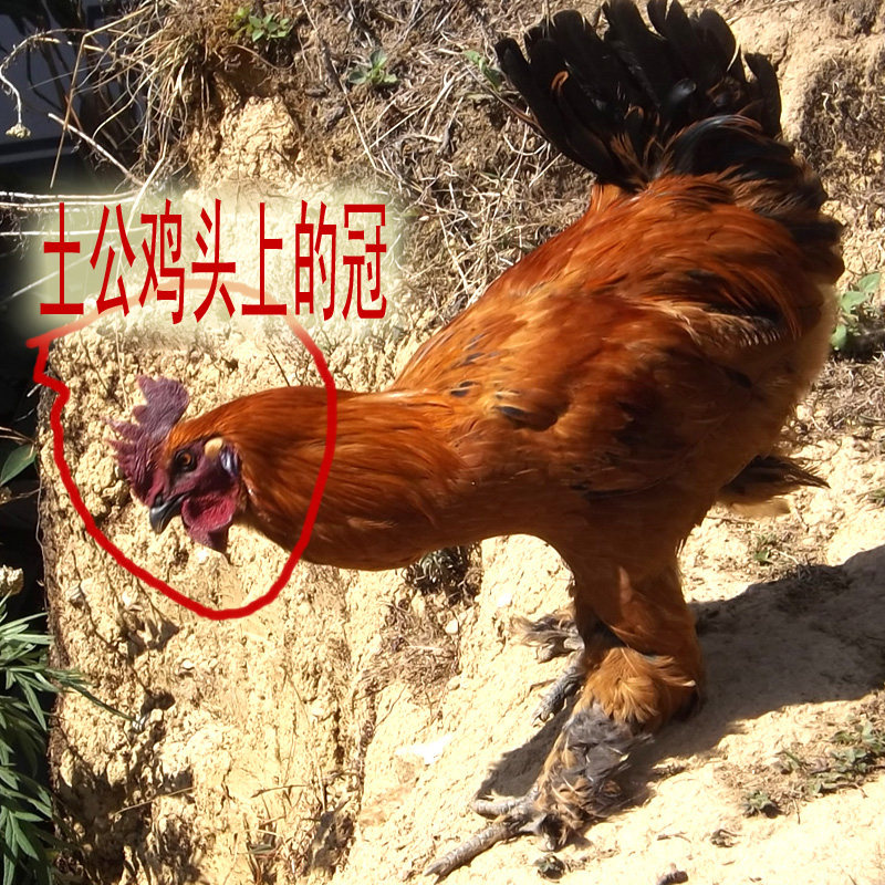 普洱景东无量山哀牢山农家放养土鸡生态养殖乌骨鸡生鸡肉