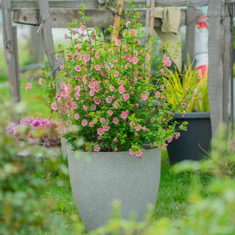 小木槿棒棒糖盆栽花苗阳台庭院丰花多年生植物新手时令草本花卉
