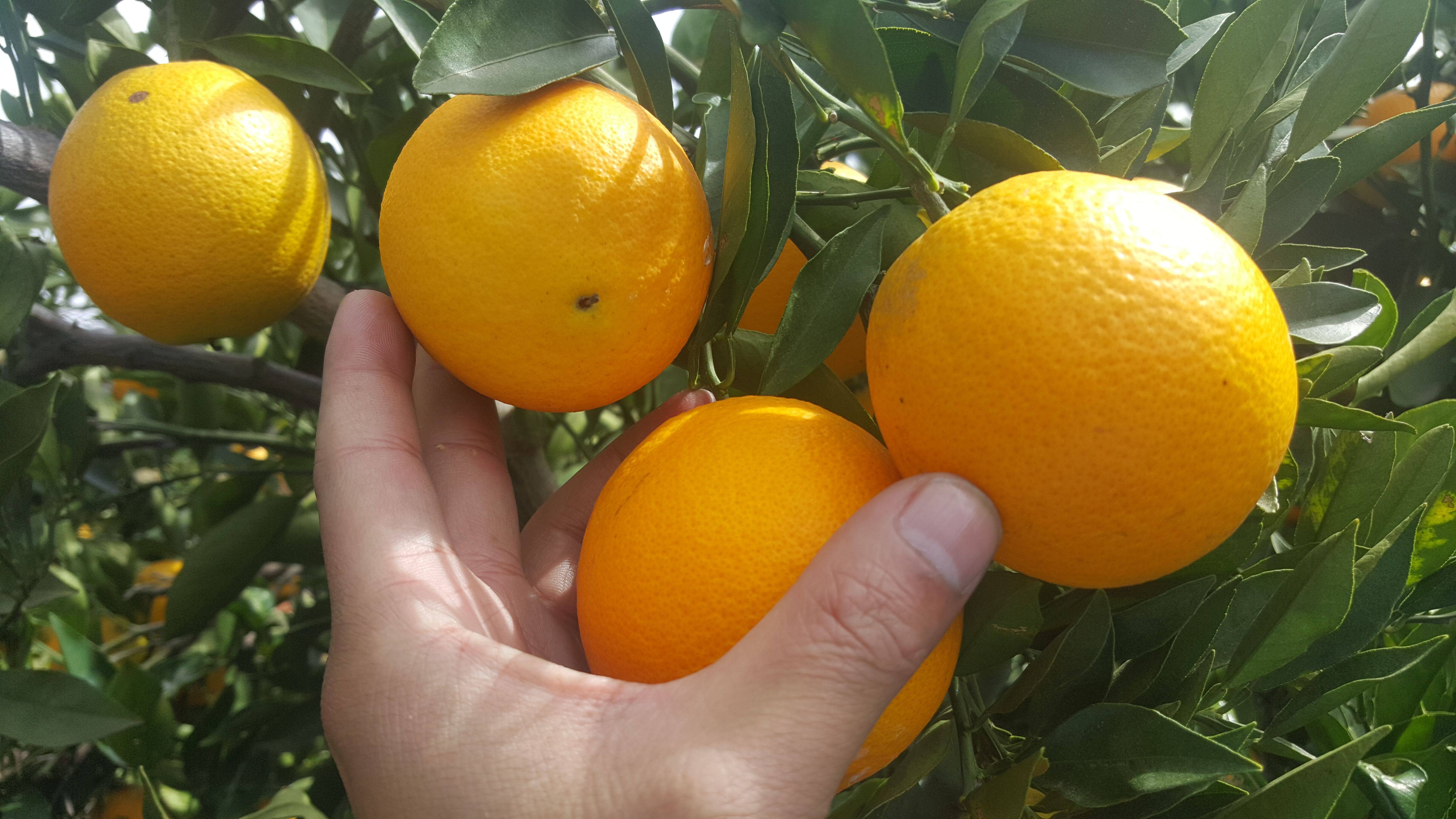 云南农家原生态山橙非褚橙云冠橙孕妇新鲜水果脐橙橙