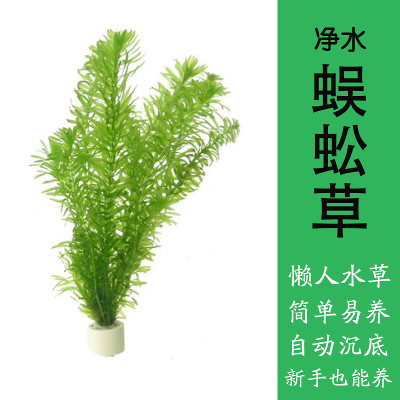 水草懒人新手绿菊皇冠蜈蚣草巴无土定植造景水草