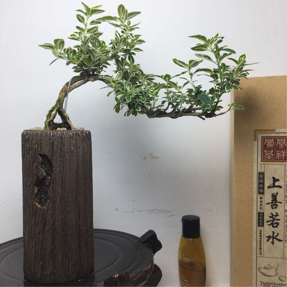 六月雪金边提根悬崖小盆盆栽迷你红花造型桌面绿植