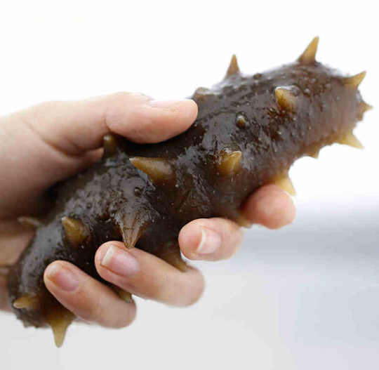 海参青岛即食野生海参海渗刺参辽参活参发500g海参