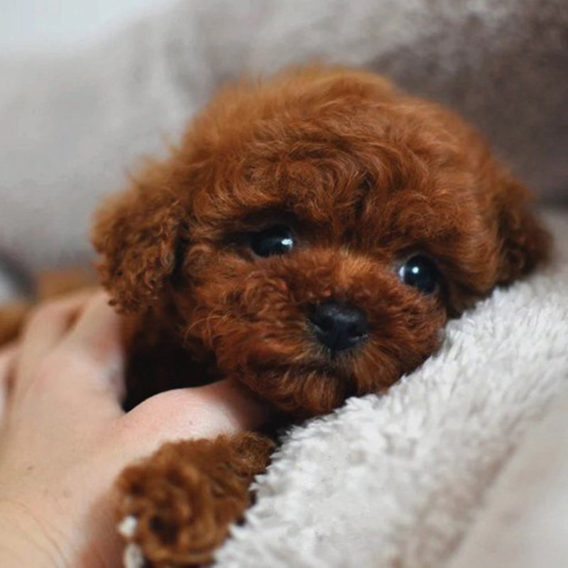 幼犬茶杯犬活纯种不大泰迪博美美俊介飞耳灰狗狗