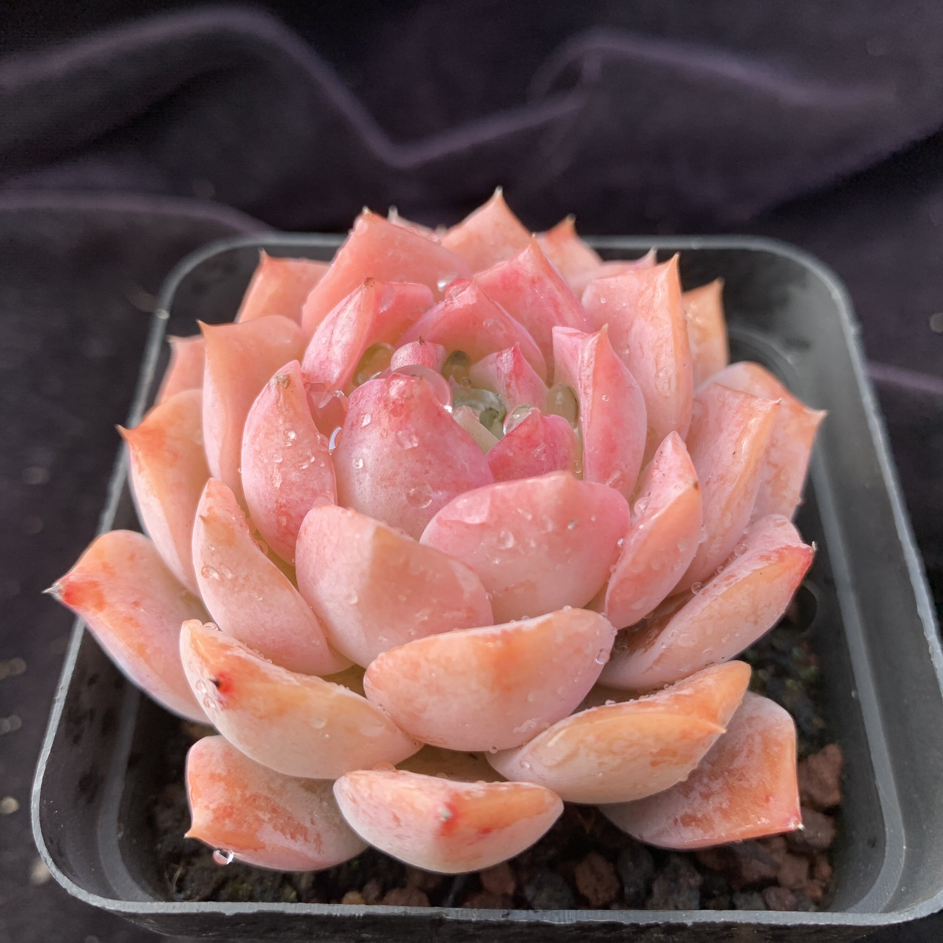 多肉爱神精选一物一拍叶植庭云南昆明多肉植物