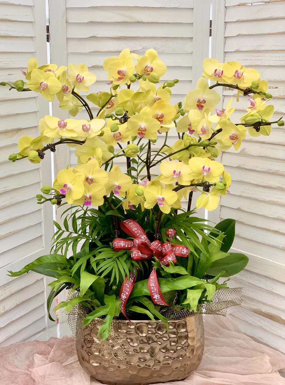 鲜花招财黄色蝴蝶兰室内盆栽花苞客厅办公桌长辈时令草本花卉