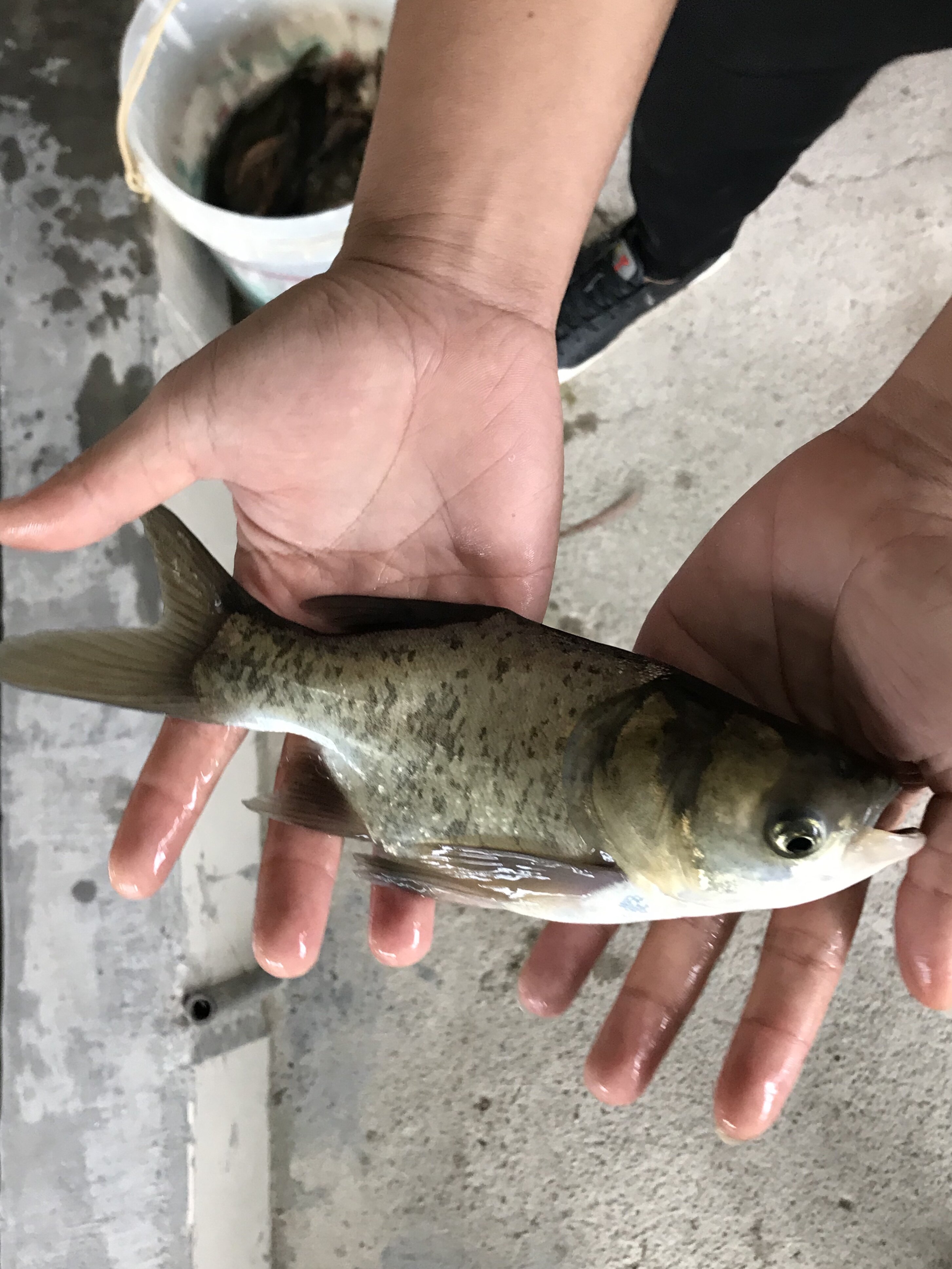鱼苗缩骨大头花鲢胖头活体淡水包邮食鱼鱼
