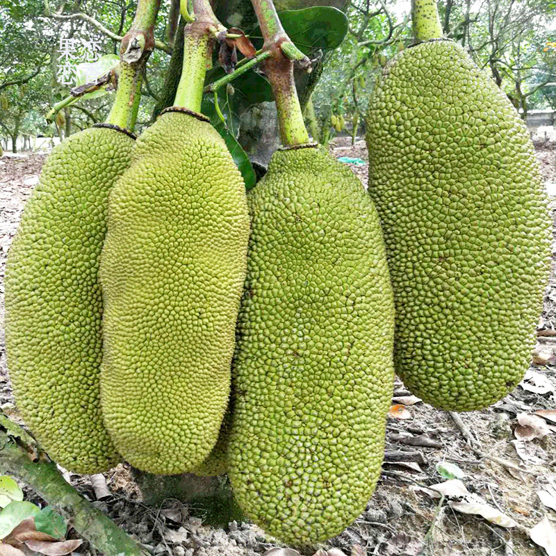 菠萝蜜海南新鲜水果包邮当季40斤非越南红整个菠萝蜜